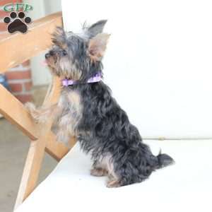Sophie, Yorkie Puppy