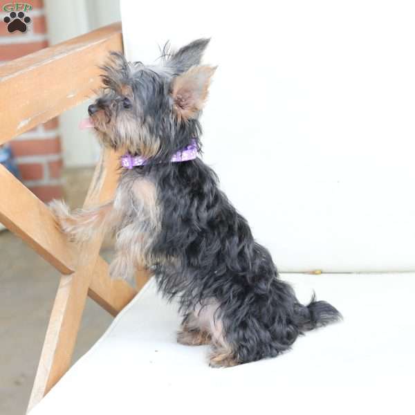 Sophie, Yorkie Puppy