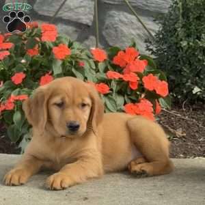 Lilac, Golden Retriever Puppy