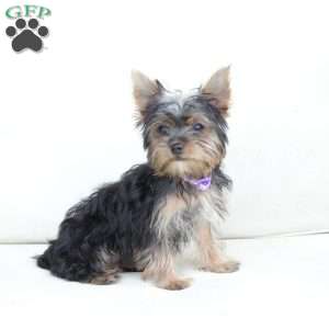 Sophie, Yorkie Puppy
