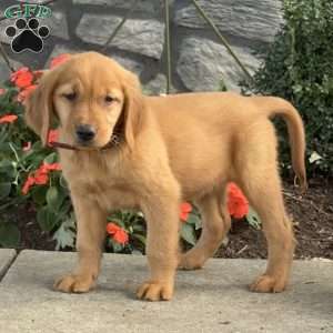 Lilac, Golden Retriever Puppy
