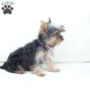 Sophie, Yorkie Puppy
