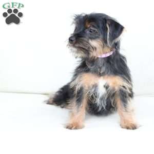 Bella, Yorkie Puppy