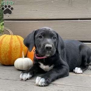 Angel, Golden Retriever Mix Puppy