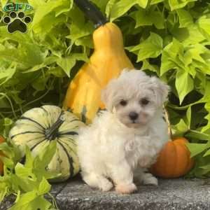Kiwi, Maltipoo Puppy