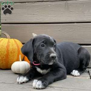 Angel, Golden Retriever Mix Puppy