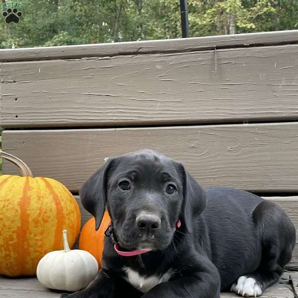 Angel, Golden Retriever Mix Puppy