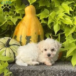 Kiwi, Maltipoo Puppy