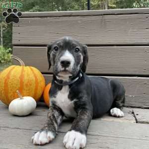 Charlie, Golden Retriever Mix Puppy