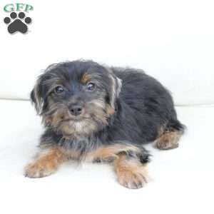 Bella, Yorkie Puppy