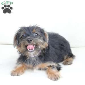 Bella, Yorkie Puppy