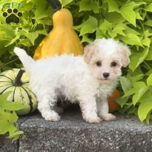 King, Maltipoo Puppy