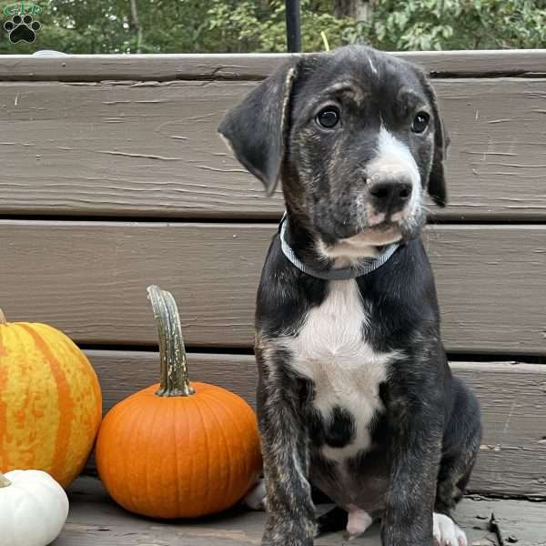 Charlie, Golden Retriever Mix Puppy