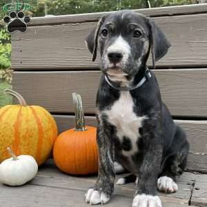 Charlie, Golden Retriever Mix Puppy