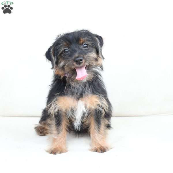 Bella, Yorkie Puppy