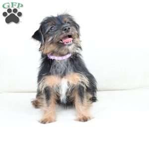 Bella, Yorkie Puppy