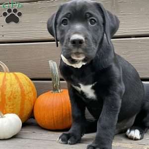 Eclypse, Golden Retriever Mix Puppy