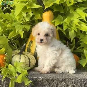 King, Maltipoo Puppy