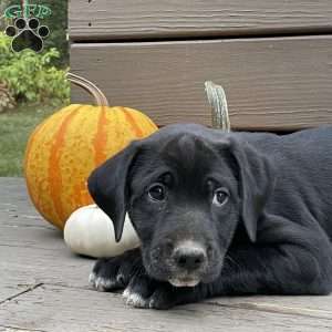 Eclypse, Golden Retriever Mix Puppy