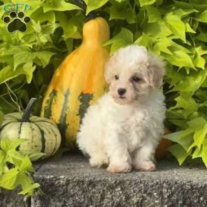 King, Maltipoo Puppy