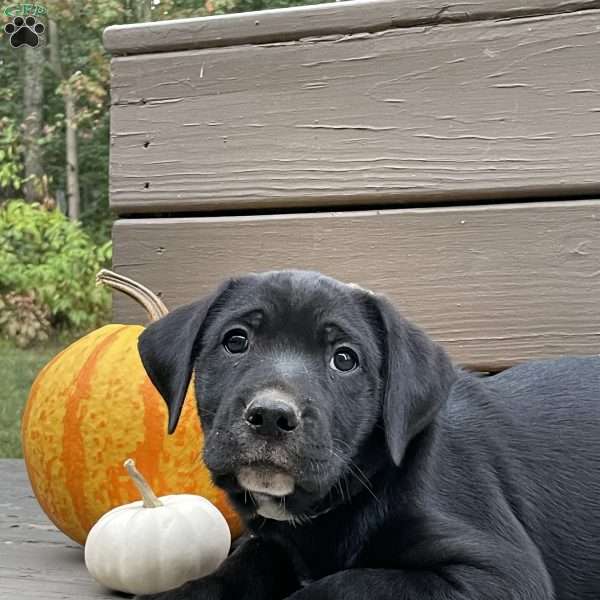Eclypse, Golden Retriever Mix Puppy
