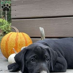 Eclypse, Golden Retriever Mix Puppy
