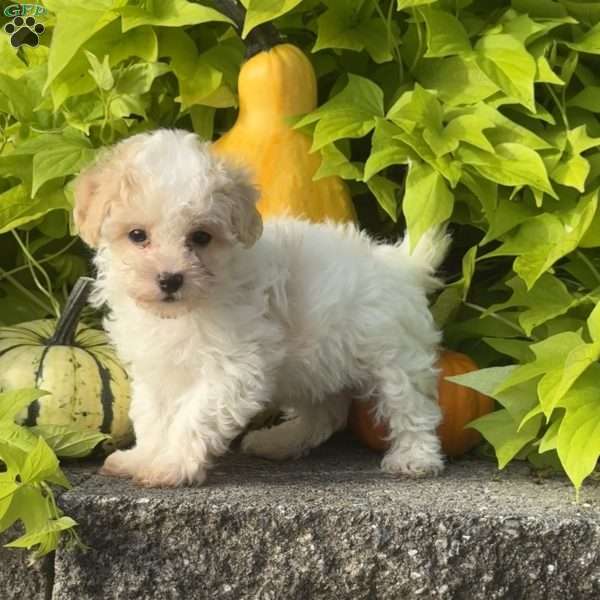 King, Maltipoo Puppy