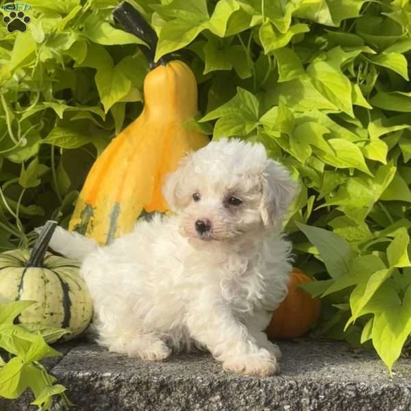 Kane, Maltipoo Puppy