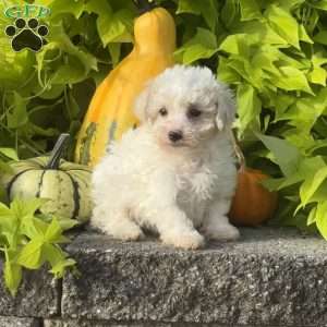 Kane, Maltipoo Puppy