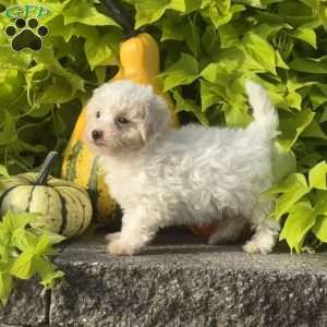 Kane, Maltipoo Puppy