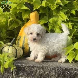Kane, Maltipoo Puppy