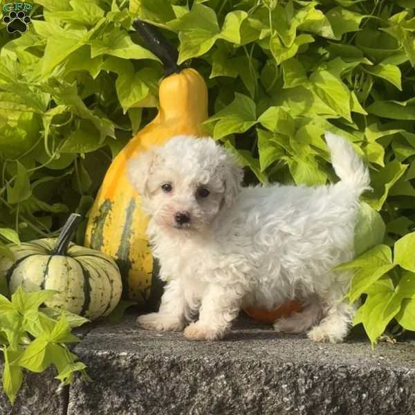 Kane, Maltipoo Puppy