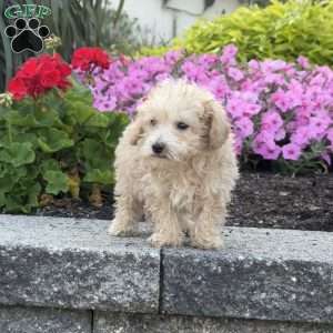 Spike, Maltipoo Puppy