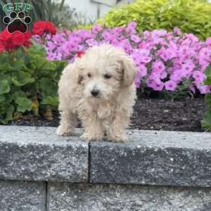 Spike, Maltipoo Puppy