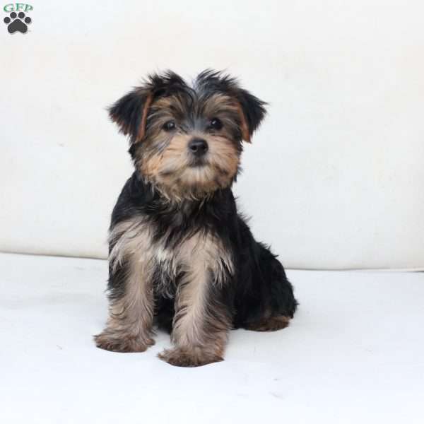 Olive, Yorkie Puppy