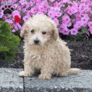 Spike, Maltipoo Puppy