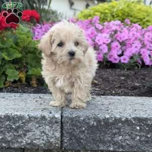 Sassy, Maltipoo Puppy