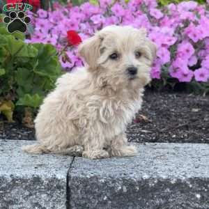 Sassy, Maltipoo Puppy