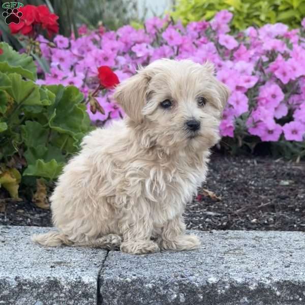 Sassy, Maltipoo Puppy