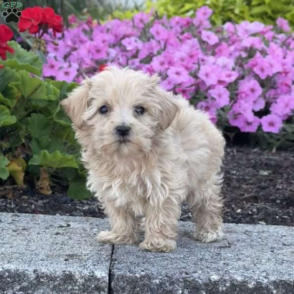 Sassy, Maltipoo Puppy
