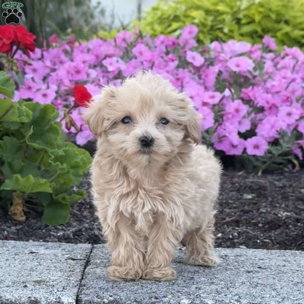 Sugar, Maltipoo Puppy