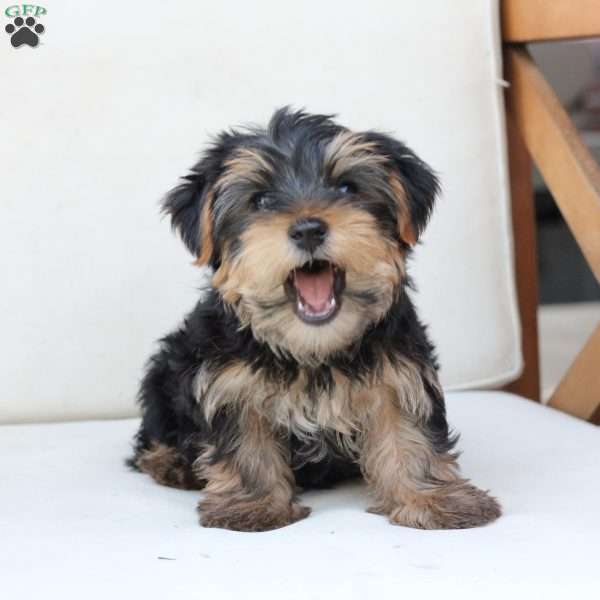 Toby, Yorkie Puppy