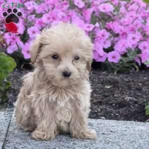 Sugar, Maltipoo Puppy
