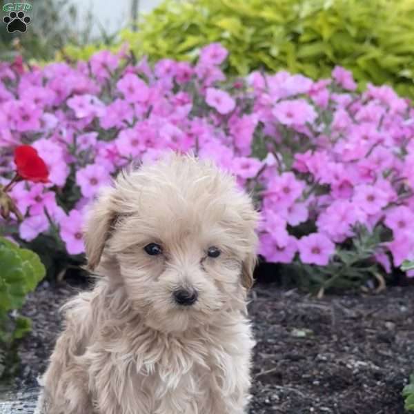 Sugar, Maltipoo Puppy