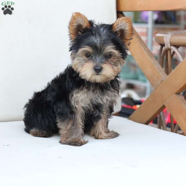 Benny, Yorkie Puppy