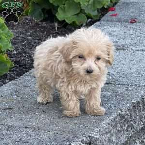 Sugar, Maltipoo Puppy