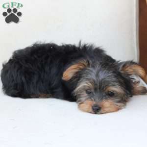 Bentley, Yorkie Puppy