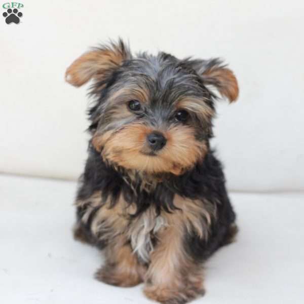 Bentley, Yorkie Puppy