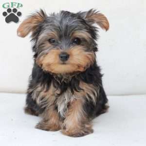 Bentley, Yorkie Puppy