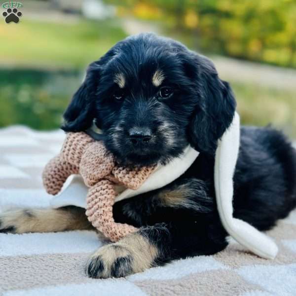 Wren, Goldendoodle Puppy